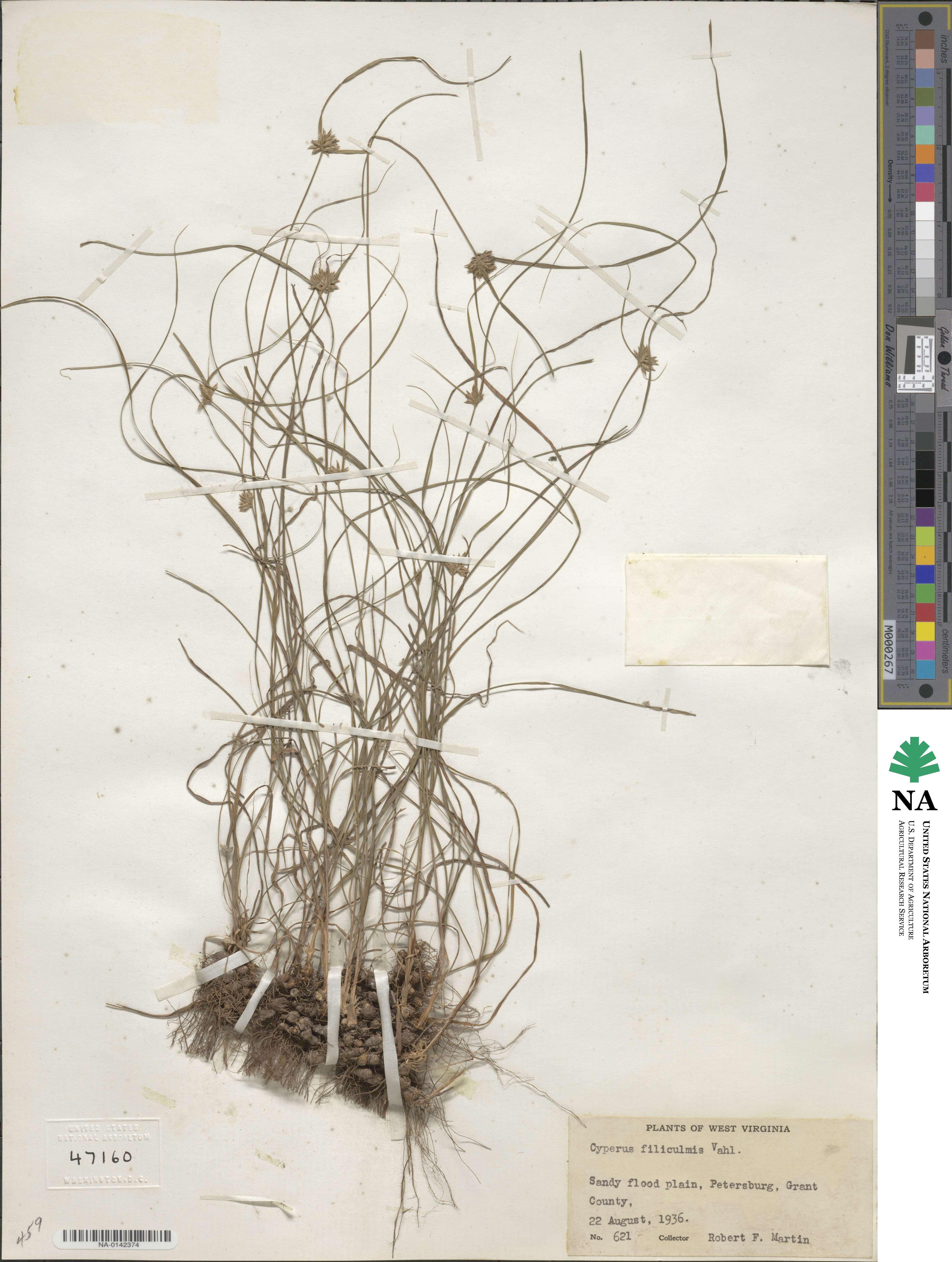 Cyperus filiculmis image