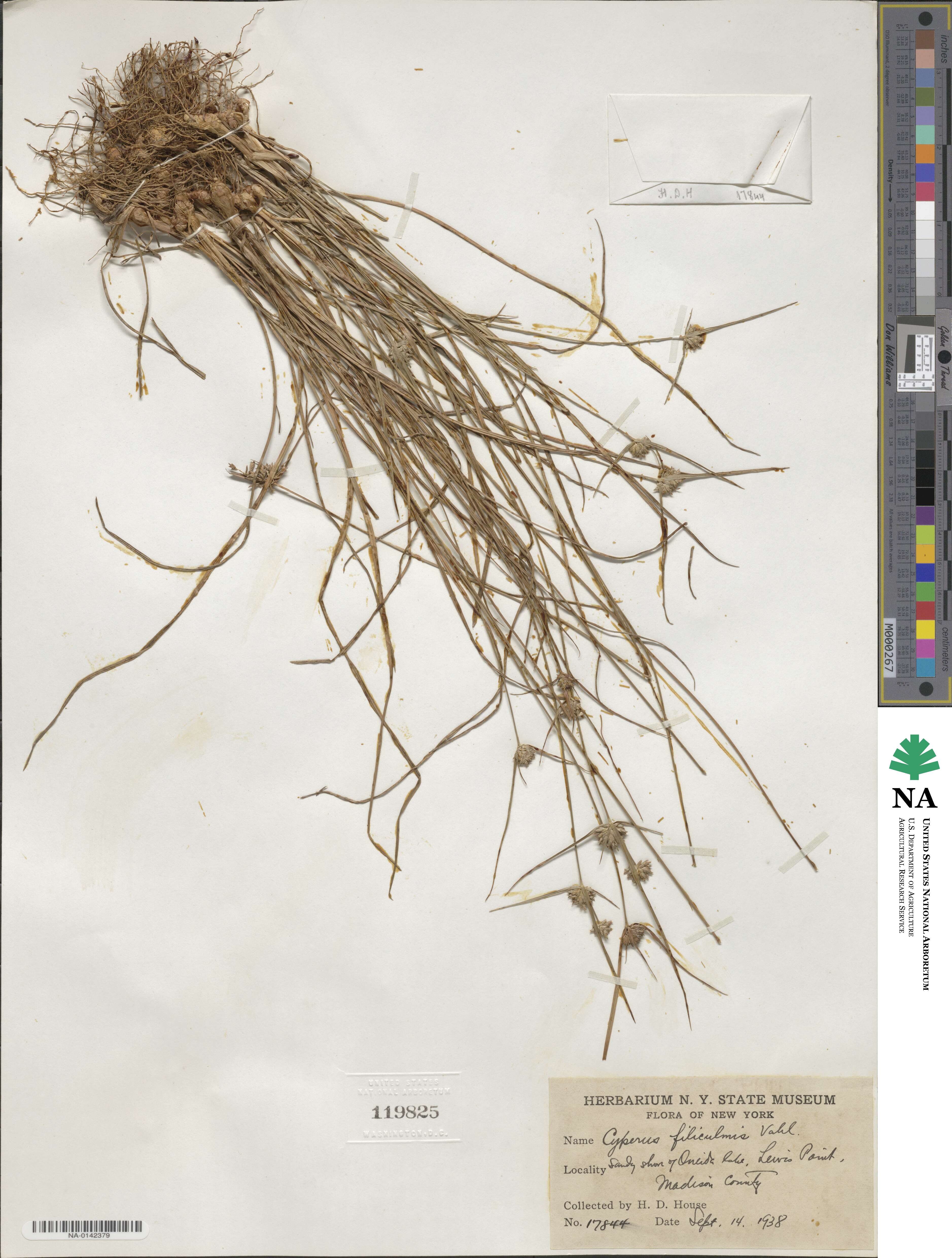 Cyperus filiculmis image