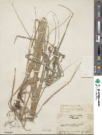 Cyperus tetragonus image