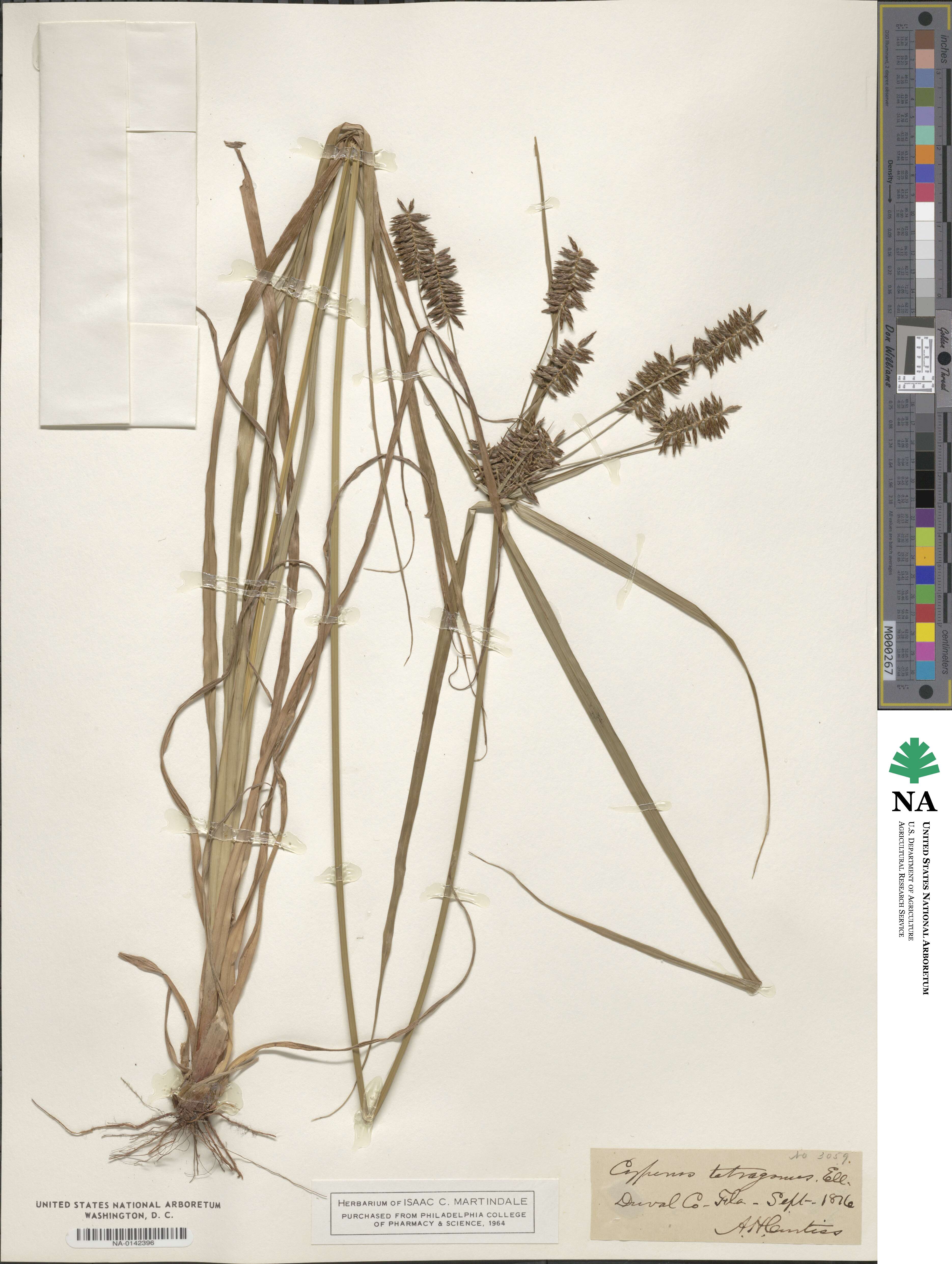 Cyperus tetragonus image