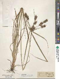 Cyperus tetragonus image