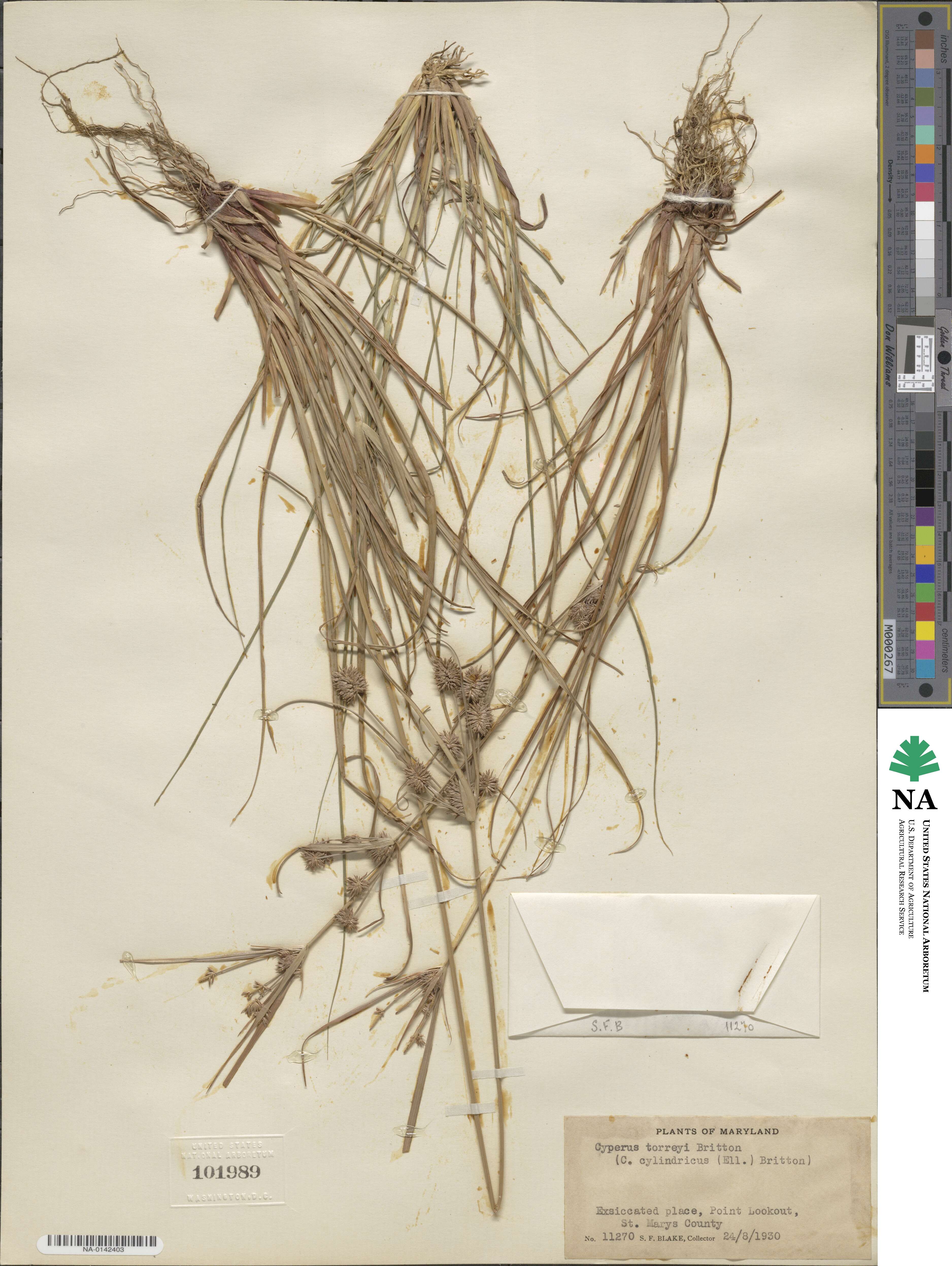 Cyperus retrorsus image