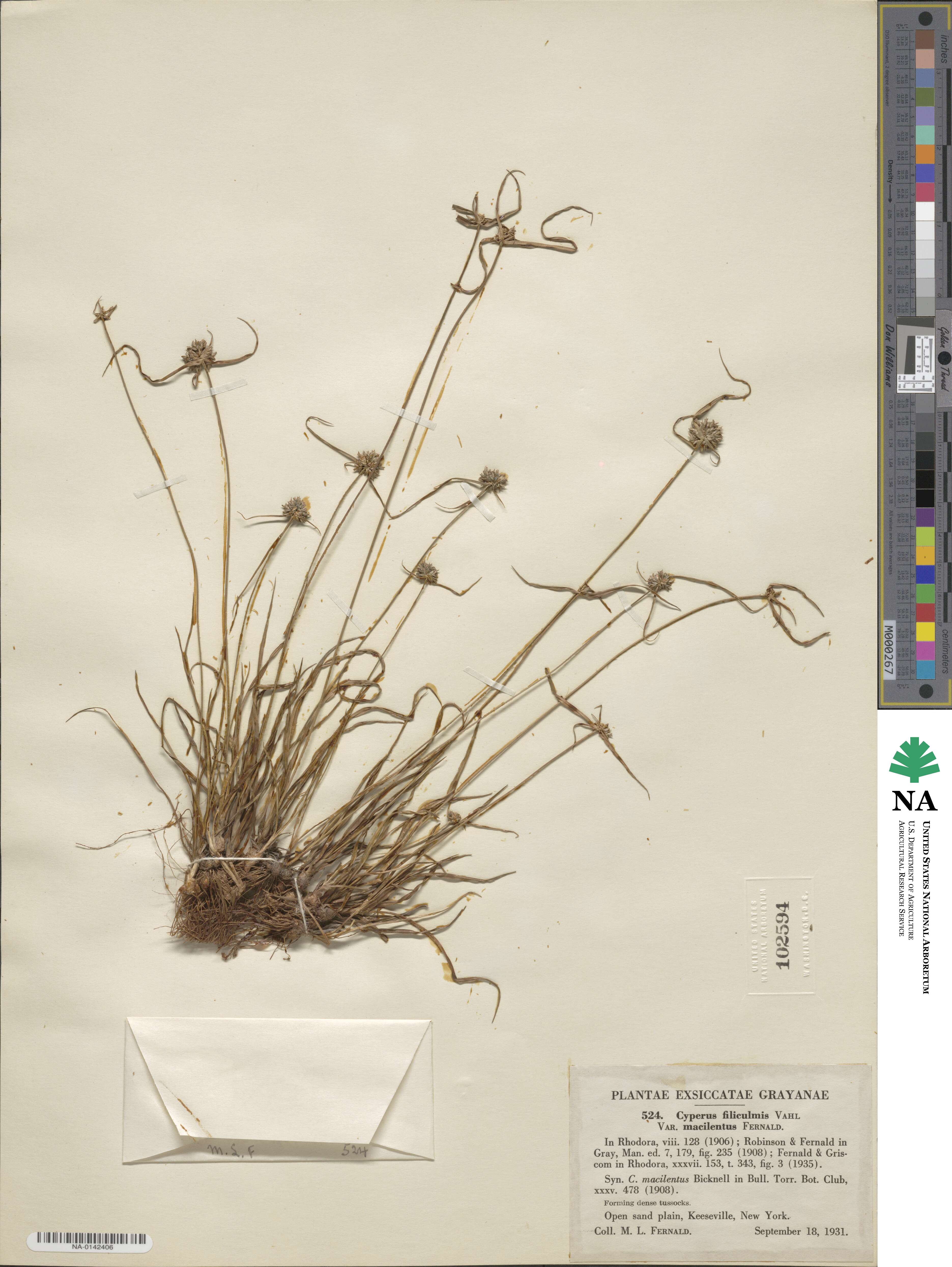 Cyperus lupulinus subsp. macilentus image