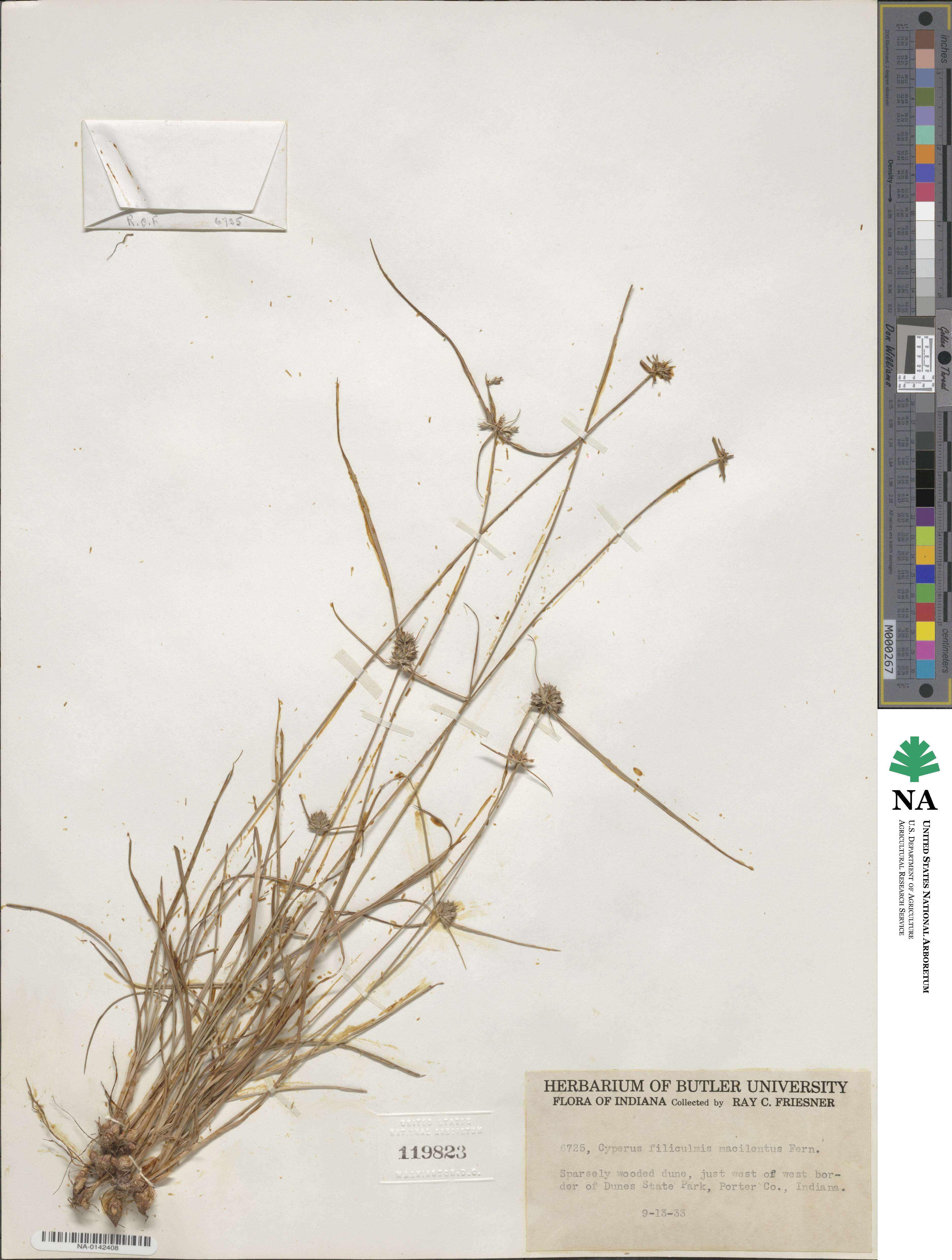 Cyperus lupulinus subsp. macilentus image