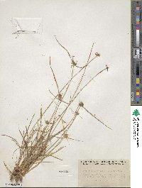 Cyperus lupulinus subsp. macilentus image