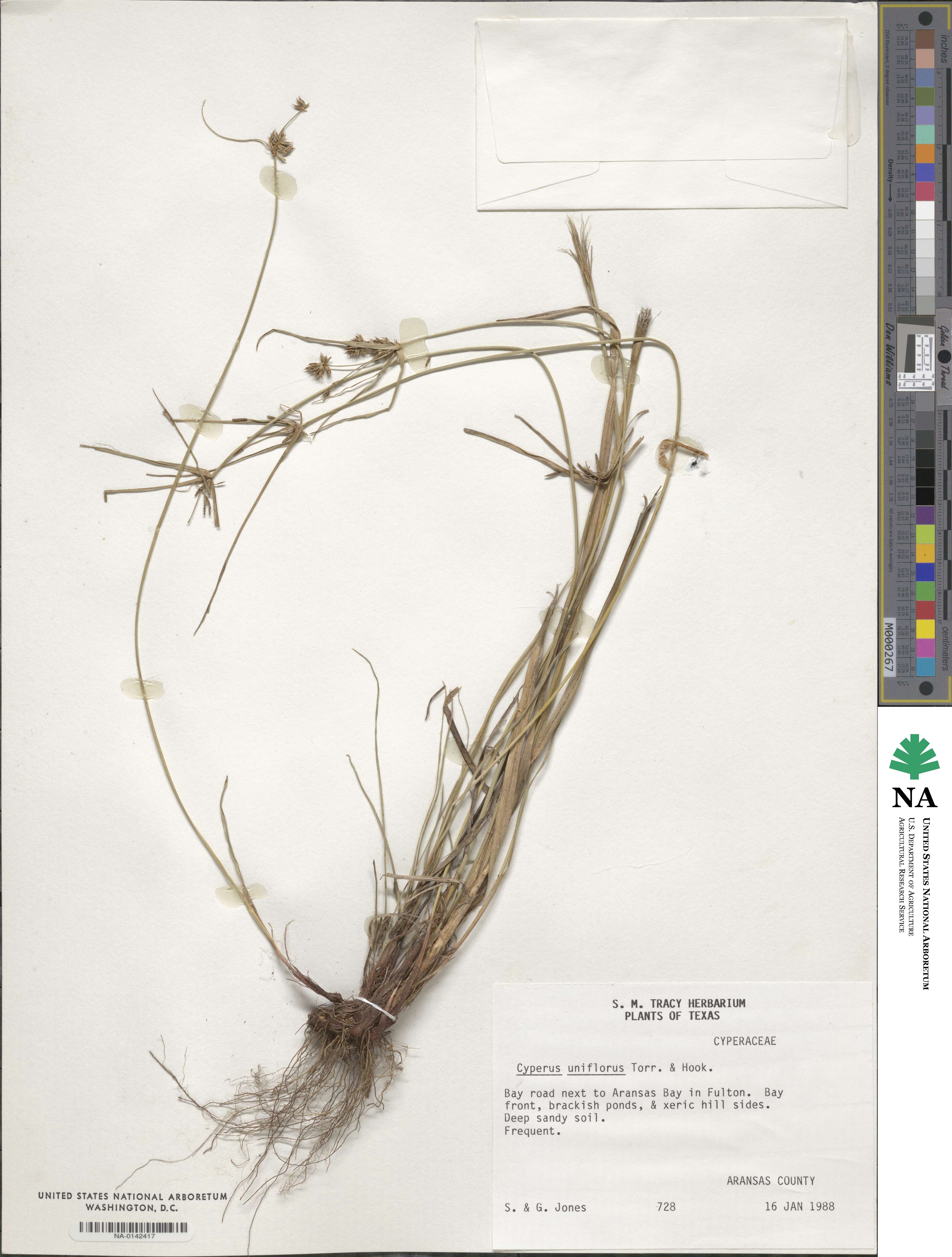 Cyperus retroflexus image