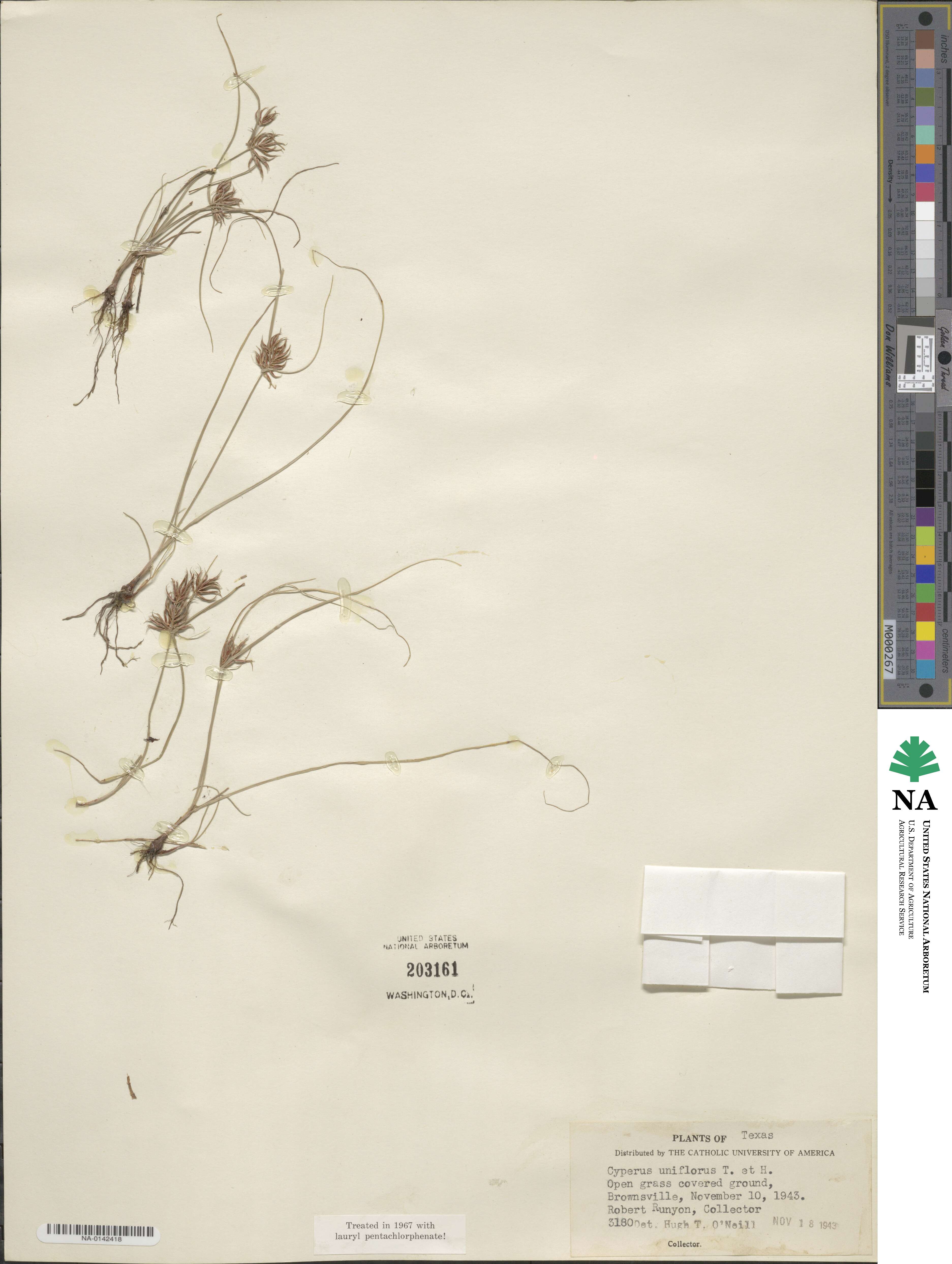 Cyperus retroflexus var. retroflexus image