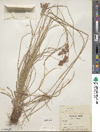 Cyperus retroflexus image