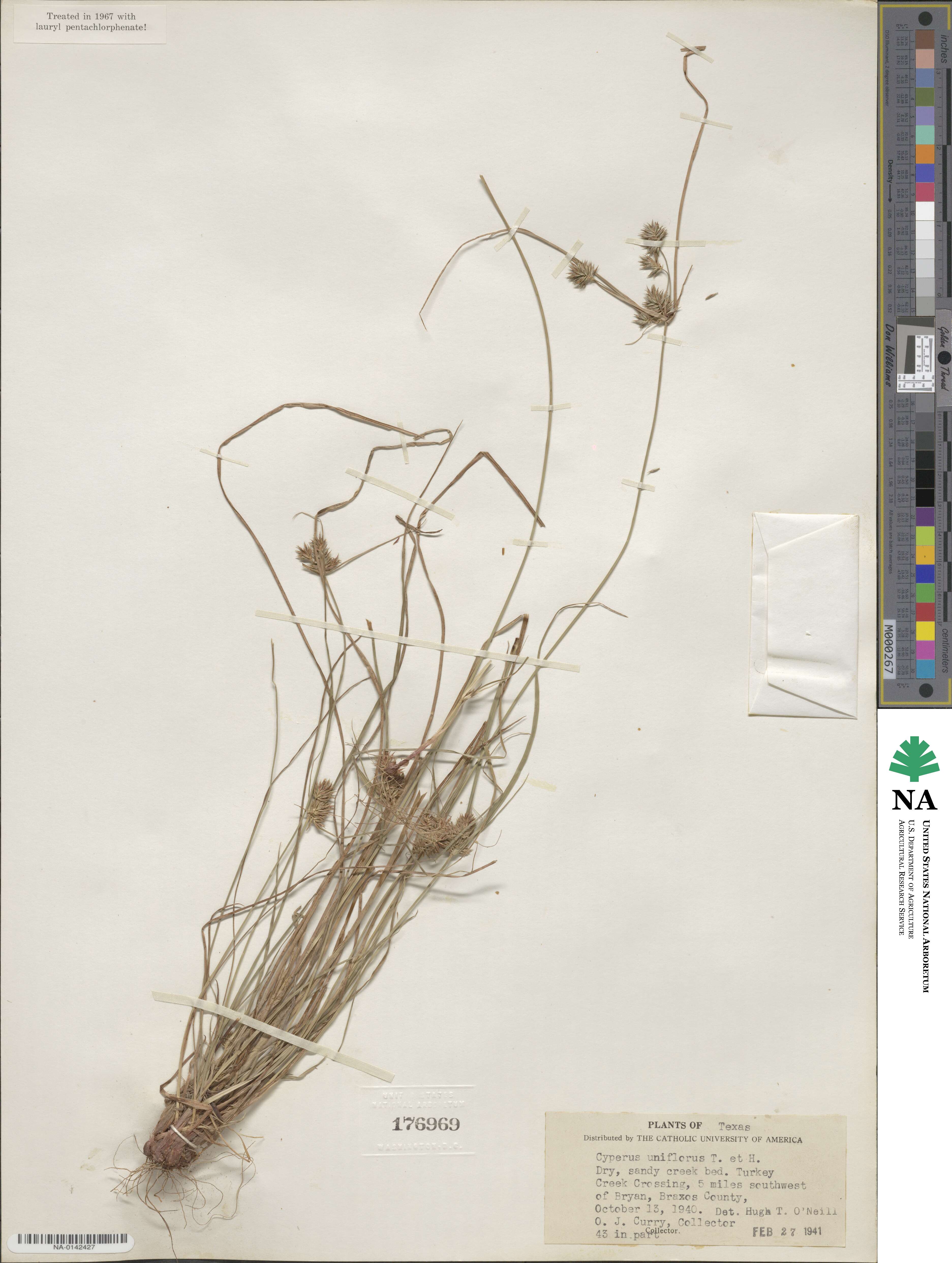 Cyperus retroflexus var. retroflexus image