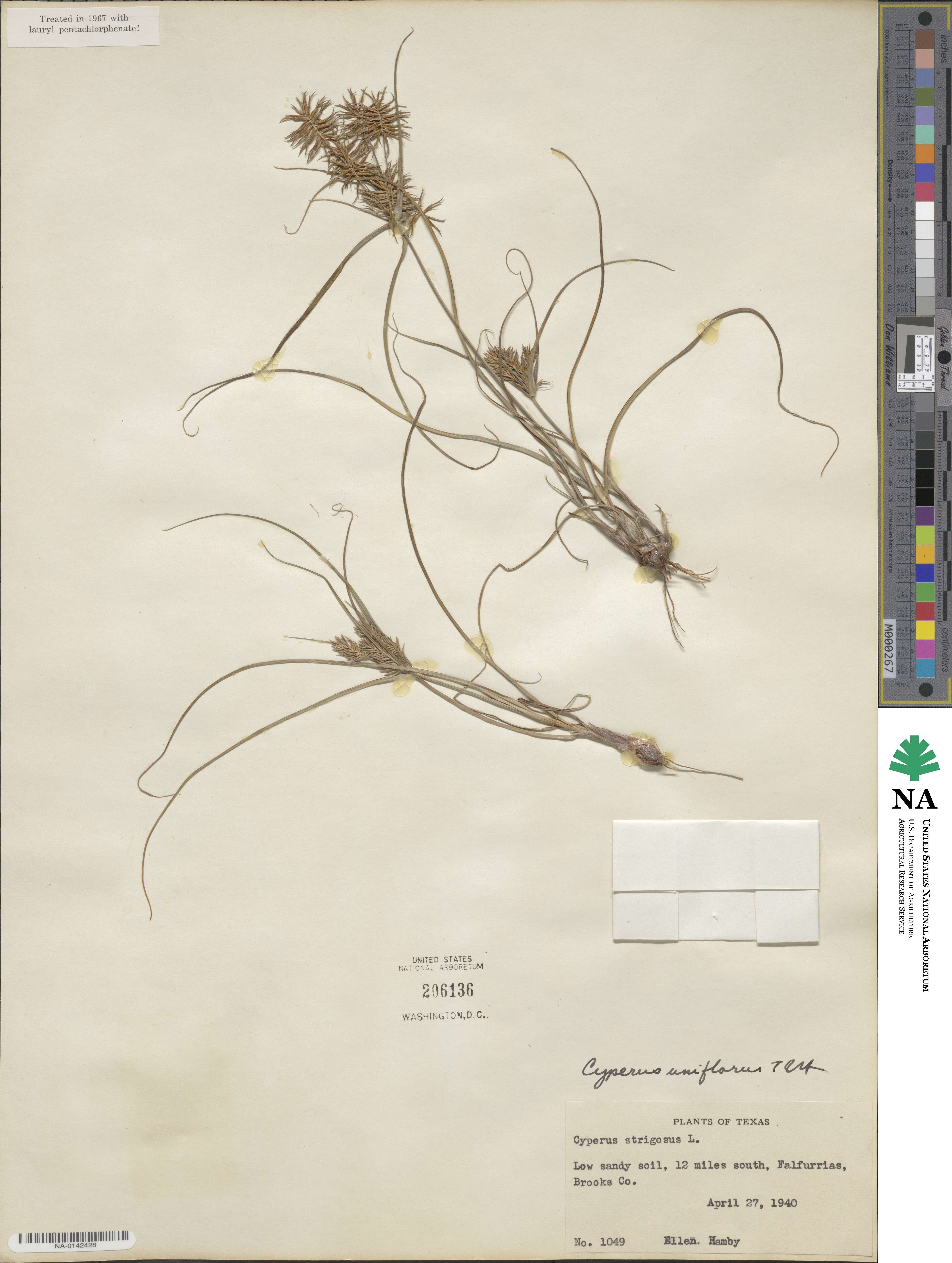 Cyperus retroflexus var. retroflexus image