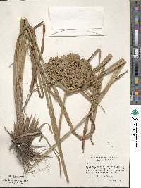 Cyperus virens image