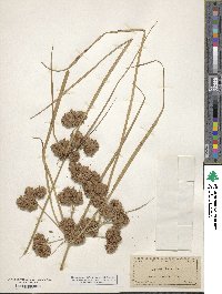 Cyperus virens image