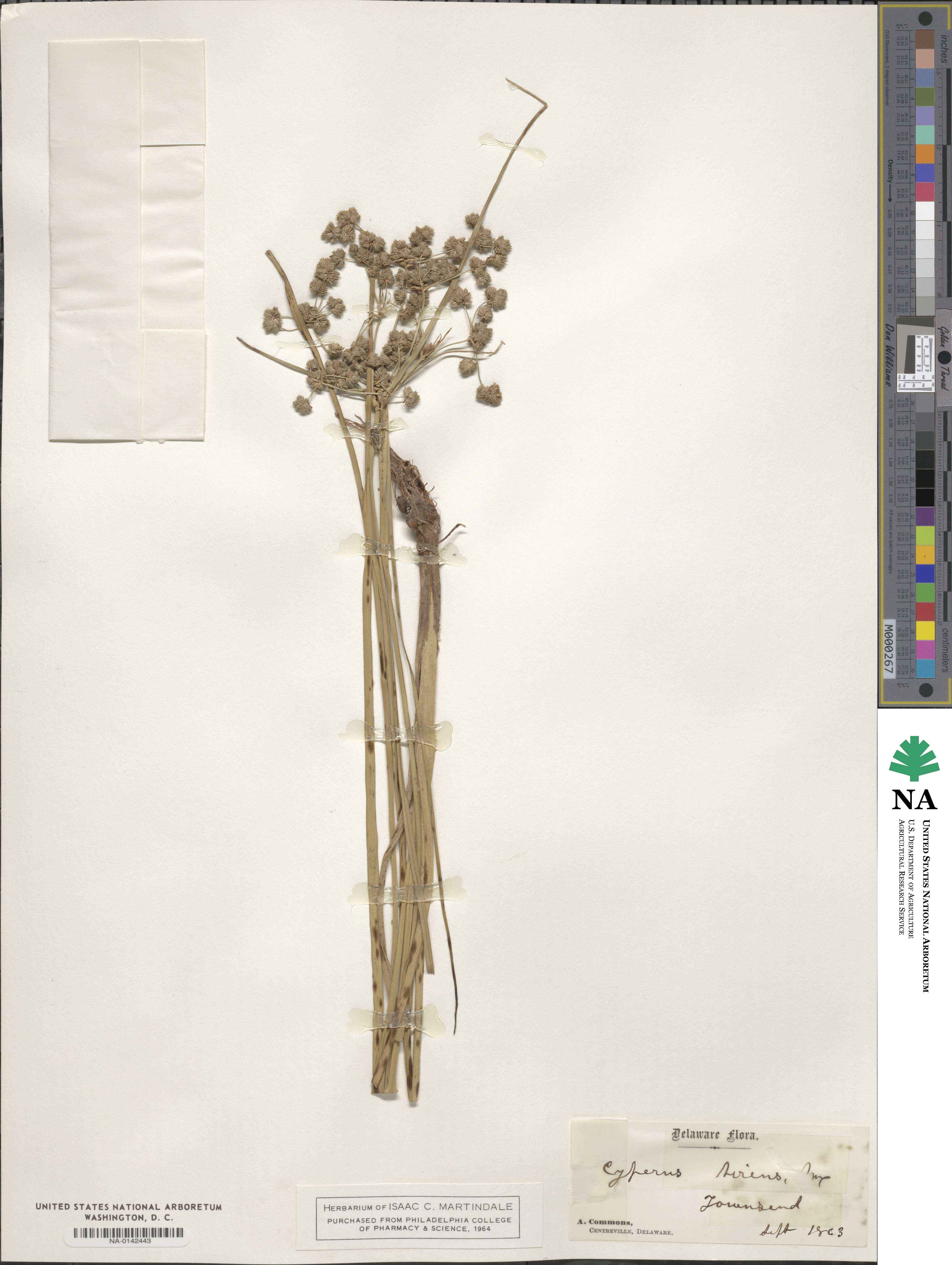 Cyperus virens image