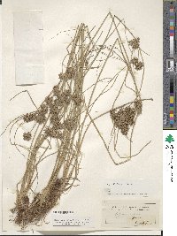 Cyperus elegans subsp. elegans image