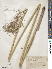 Cyperus articulatus image