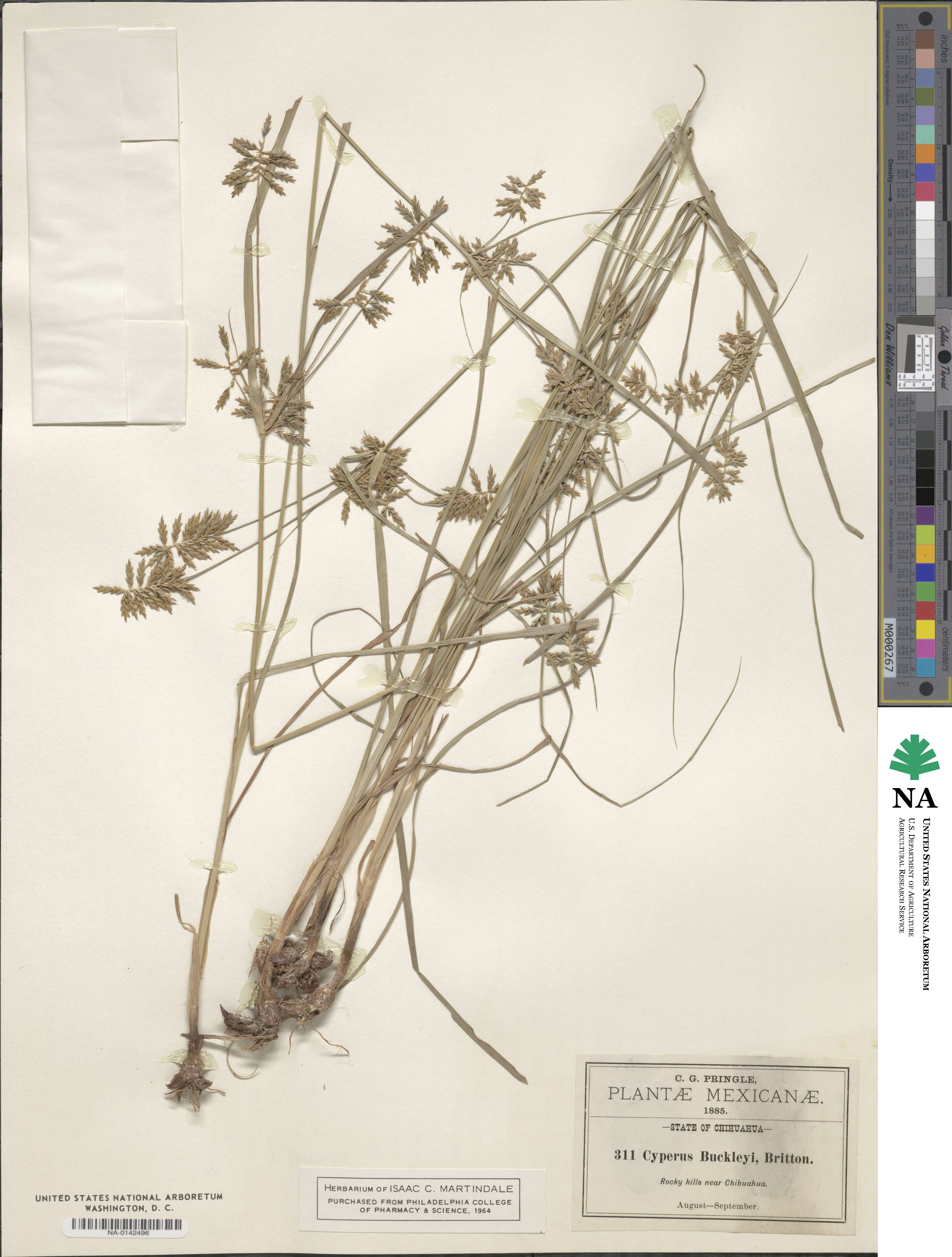 Cyperus spectabilis var. spectabilis image