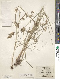 Cyperus spectabilis image