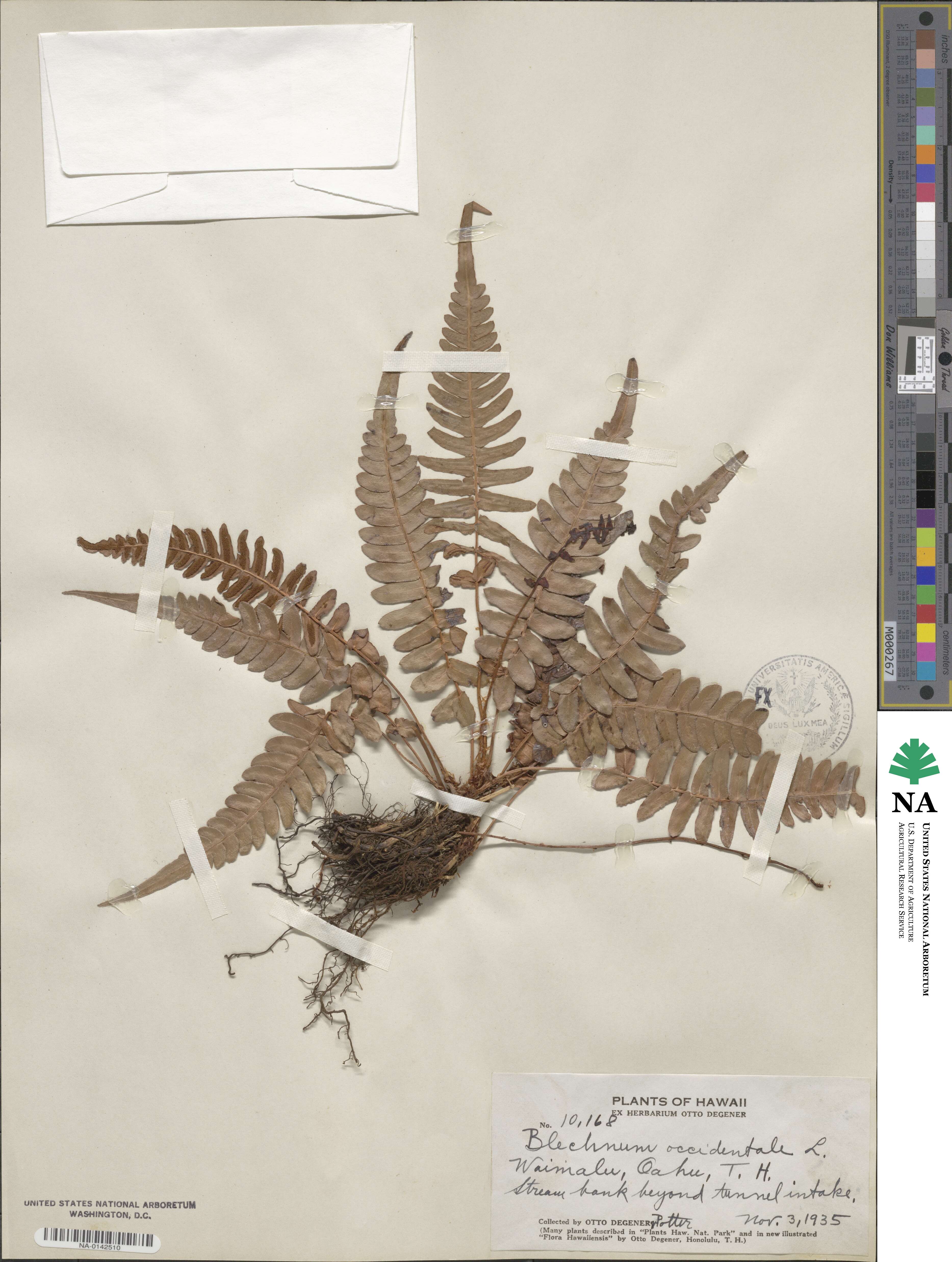 Blechnum occidentale image