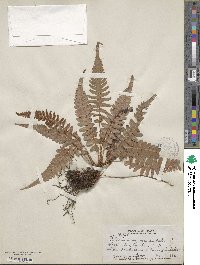 Blechnum occidentale image