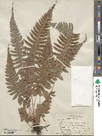 Blechnum occidentale image