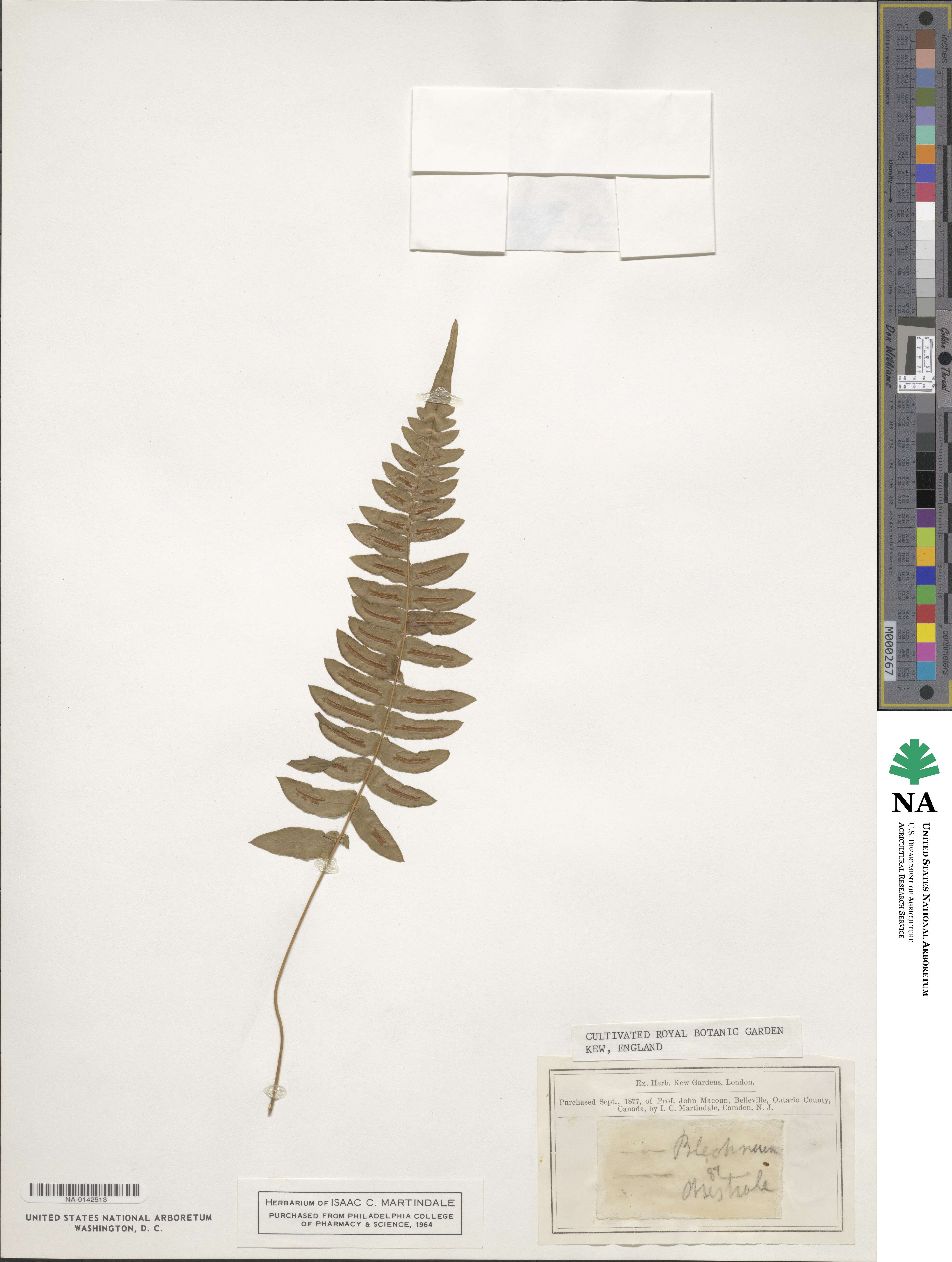 Blechnum australe image