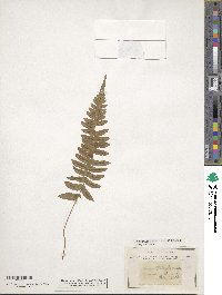 Blechnum australe image