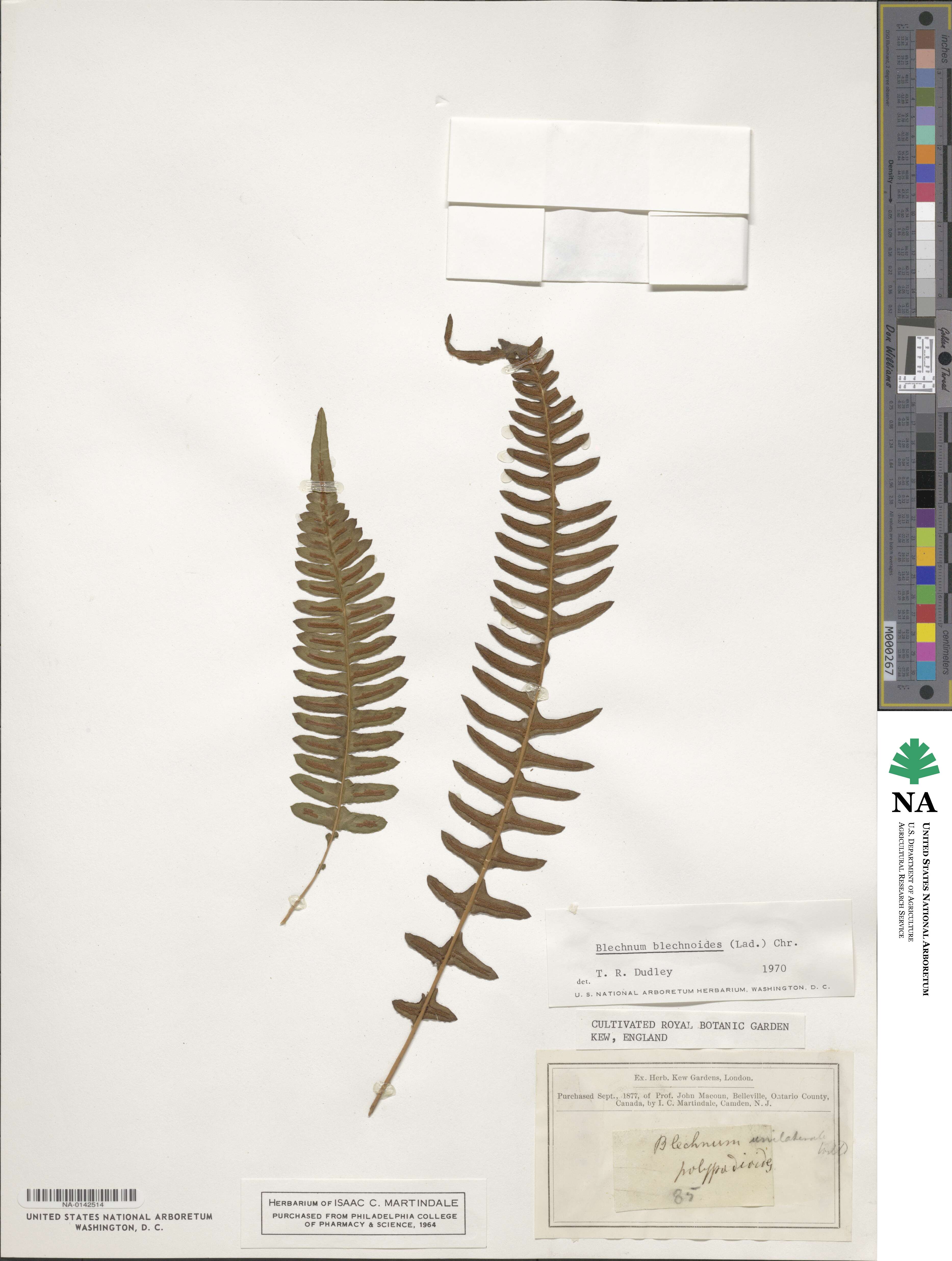 Blechnum blechnoides image