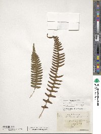 Blechnum blechnoides image