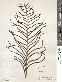 Blechnum capense image