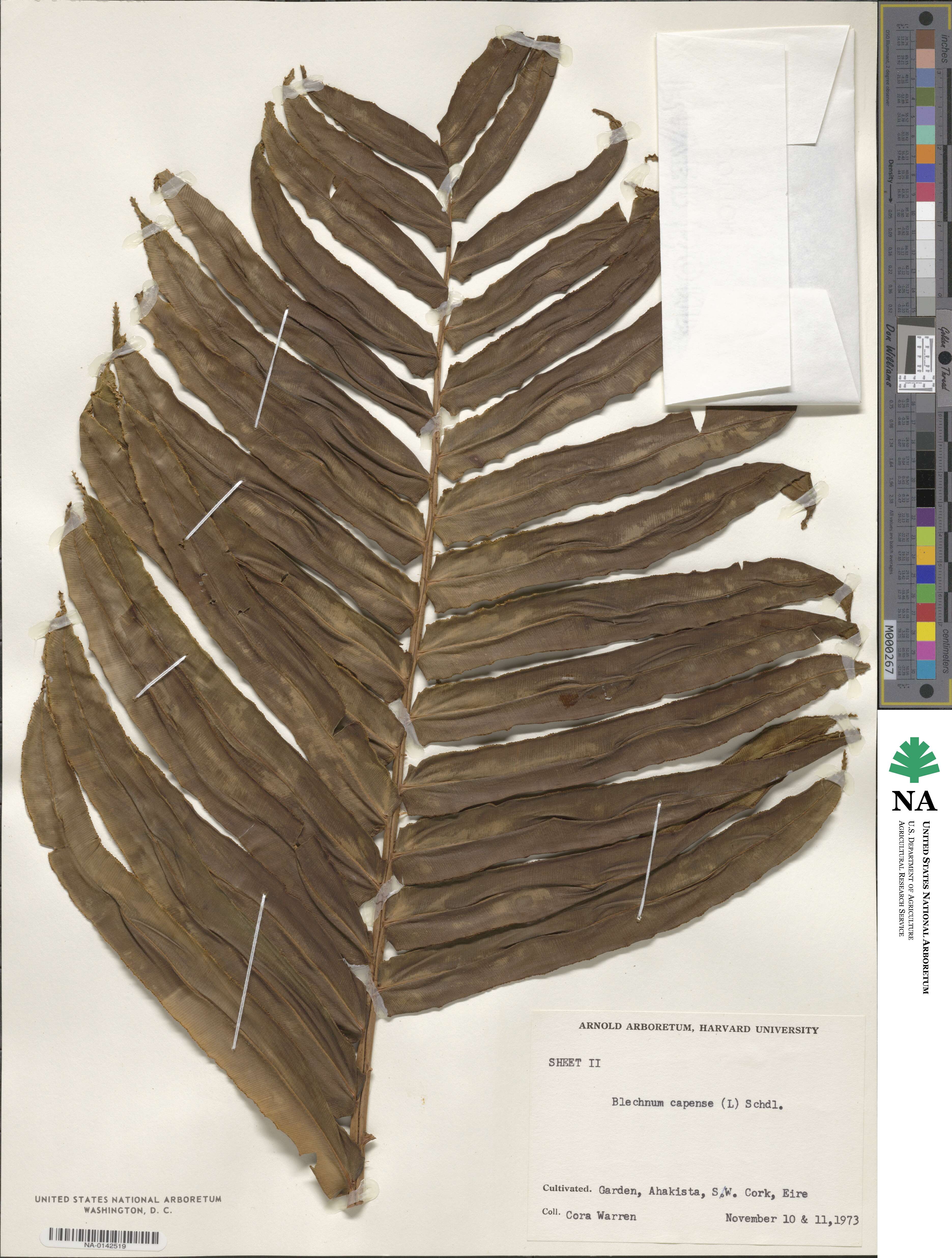 Blechnum capense image