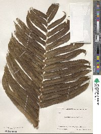 Blechnum capense image