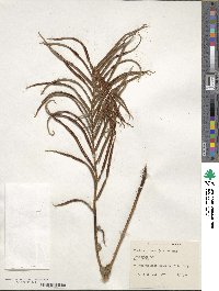 Blechnum capense image