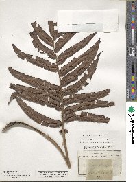 Blechnum capense image