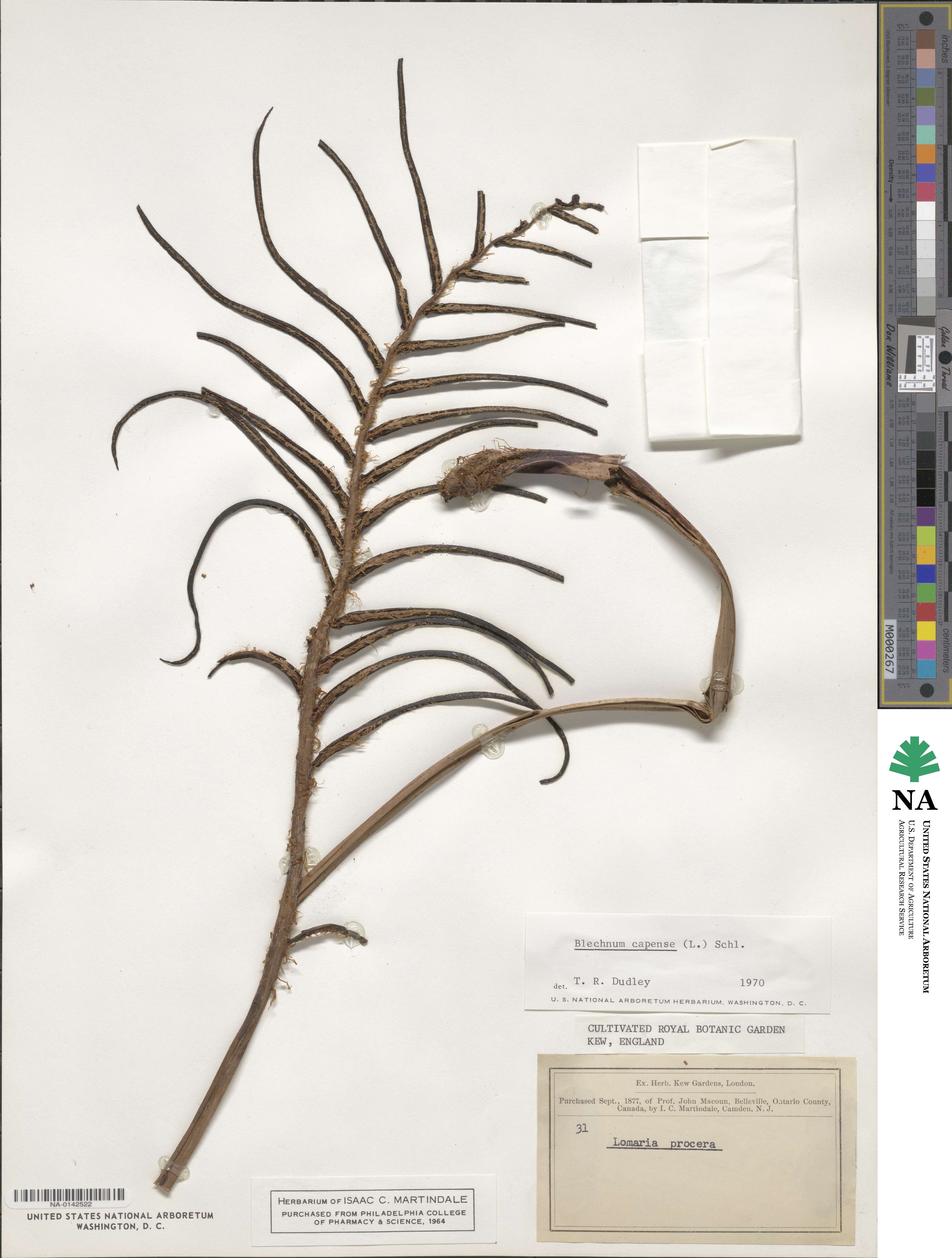 Blechnum capense image