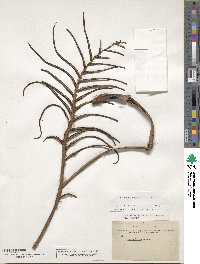 Blechnum capense image