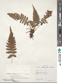 Blechnum occidentale image