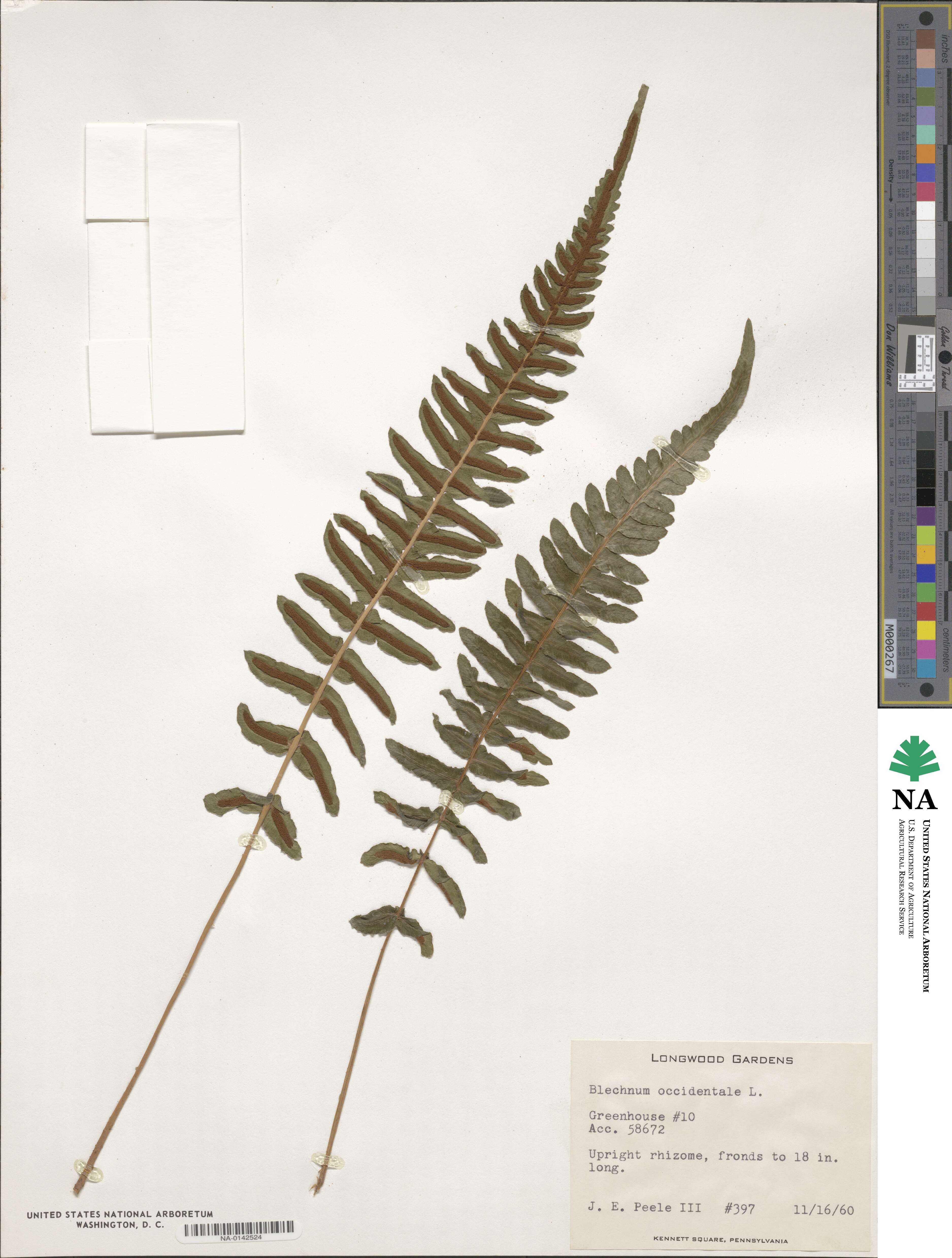 Blechnum occidentale image