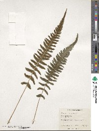 Blechnum occidentale image