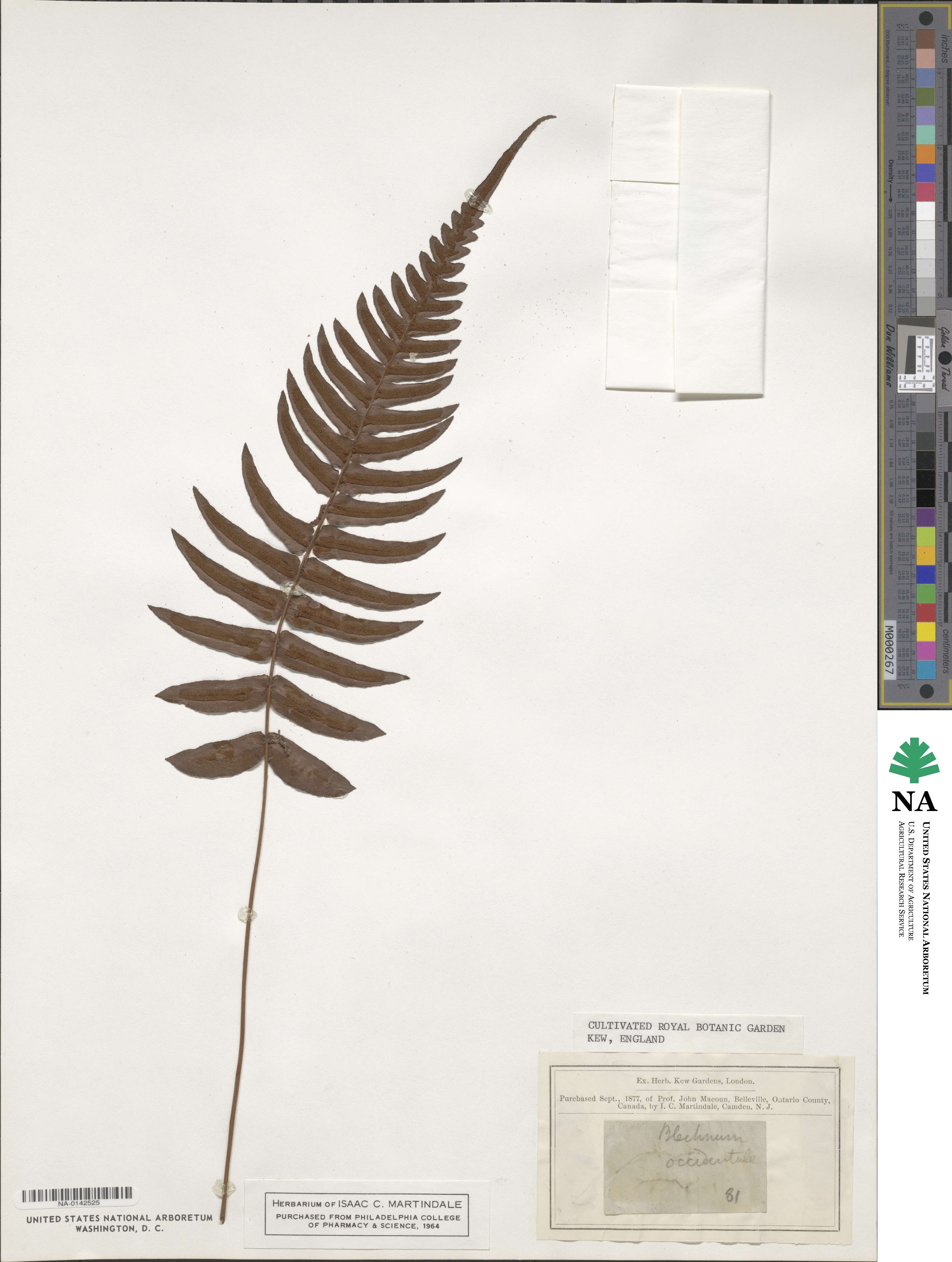 Blechnum occidentale image