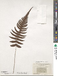 Blechnum occidentale image