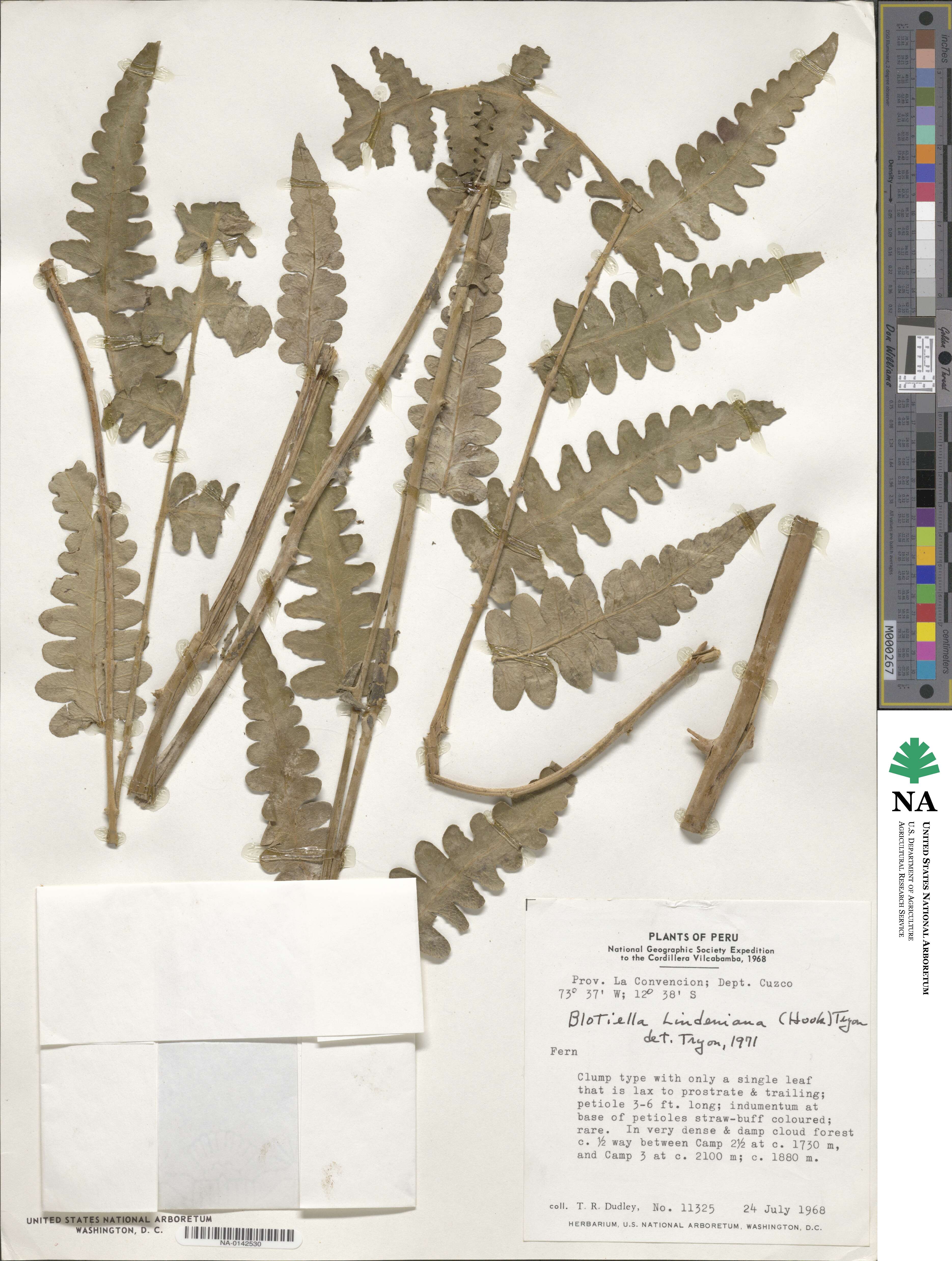 Blotiella lindeniana image