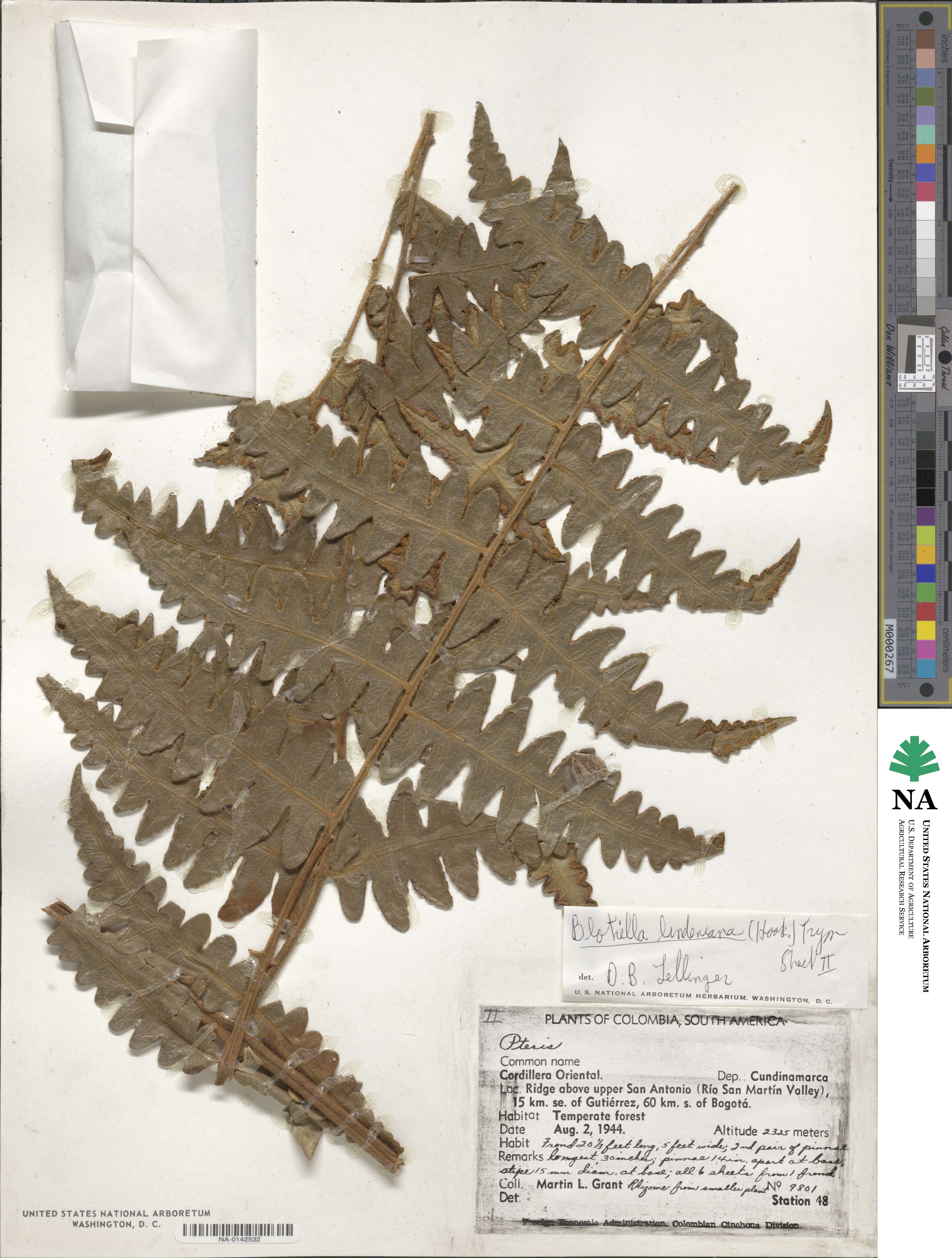 Blotiella lindeniana image