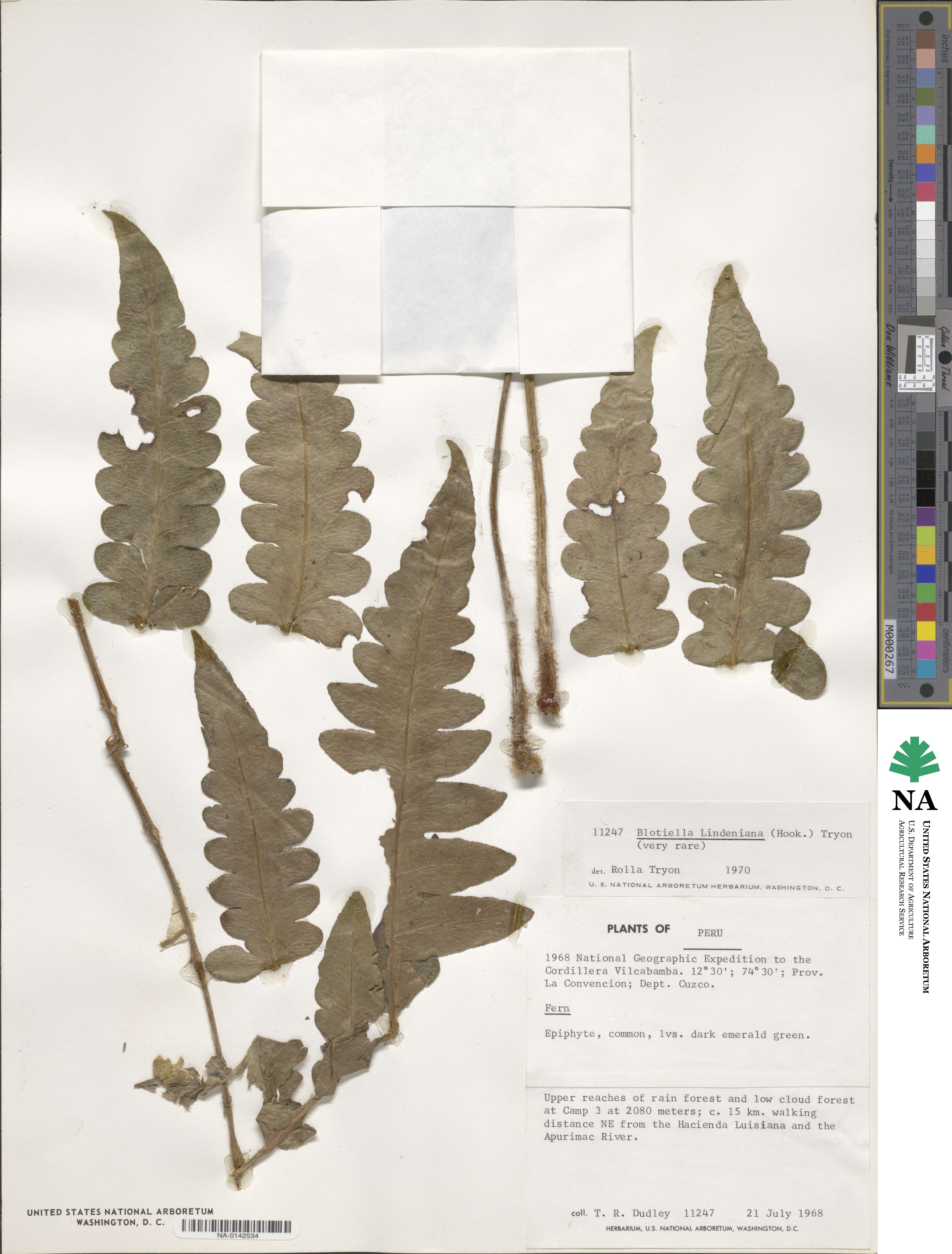Blotiella lindeniana image