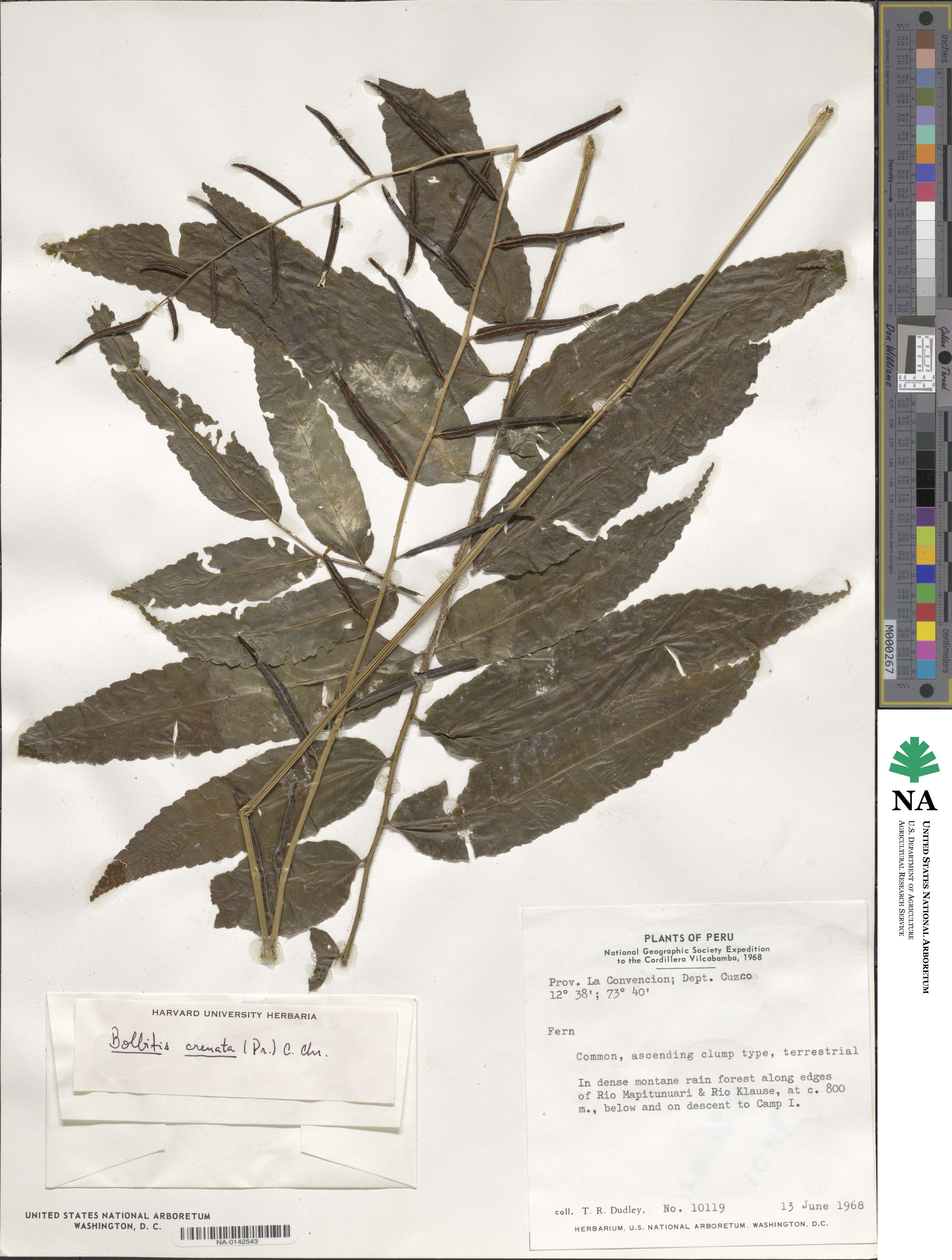 Bolbitis serratifolia image