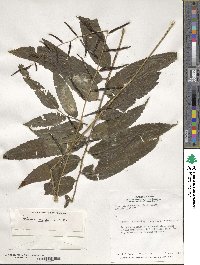 Bolbitis serratifolia image