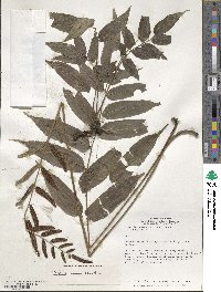 Bolbitis serratifolia image