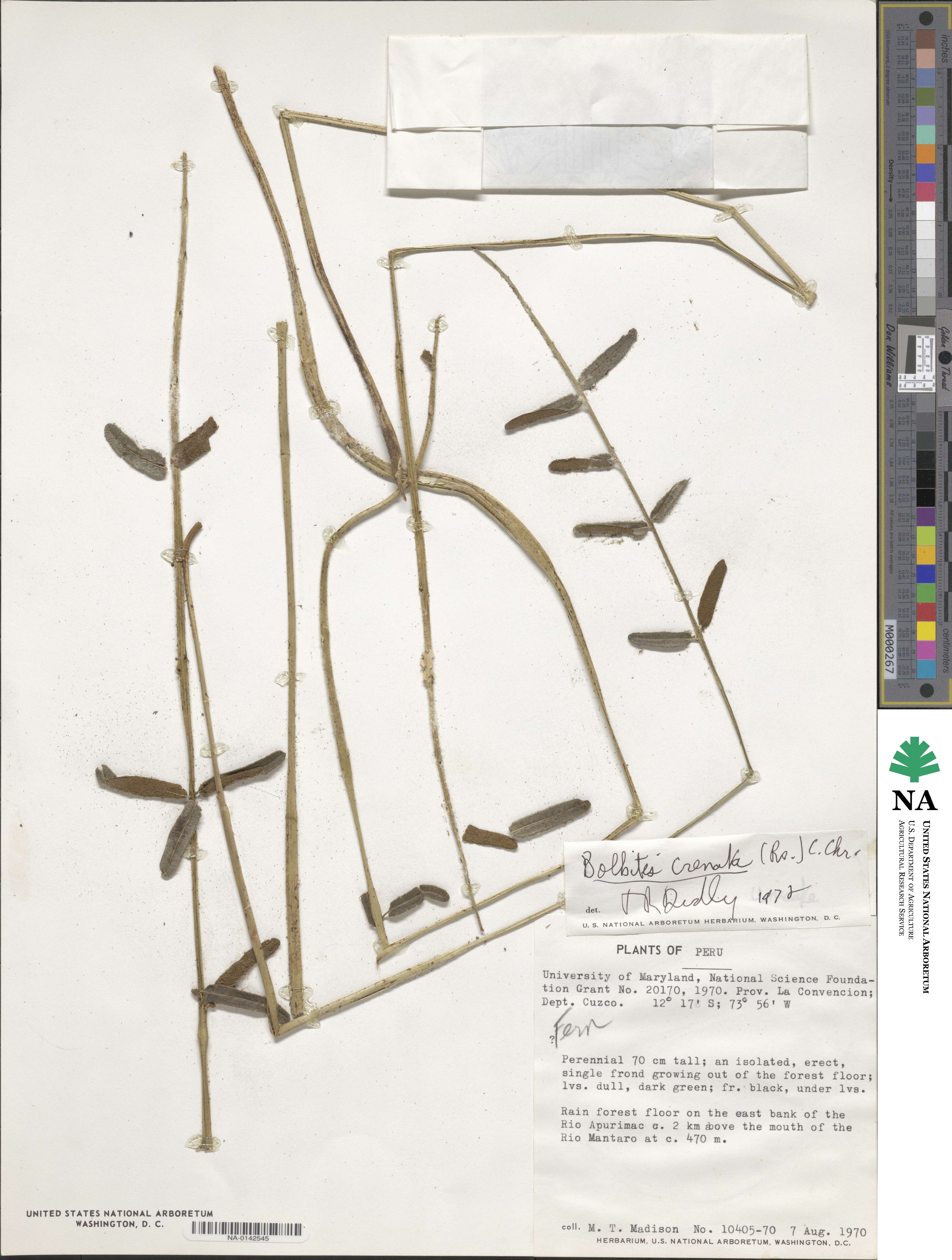 Bolbitis serratifolia image