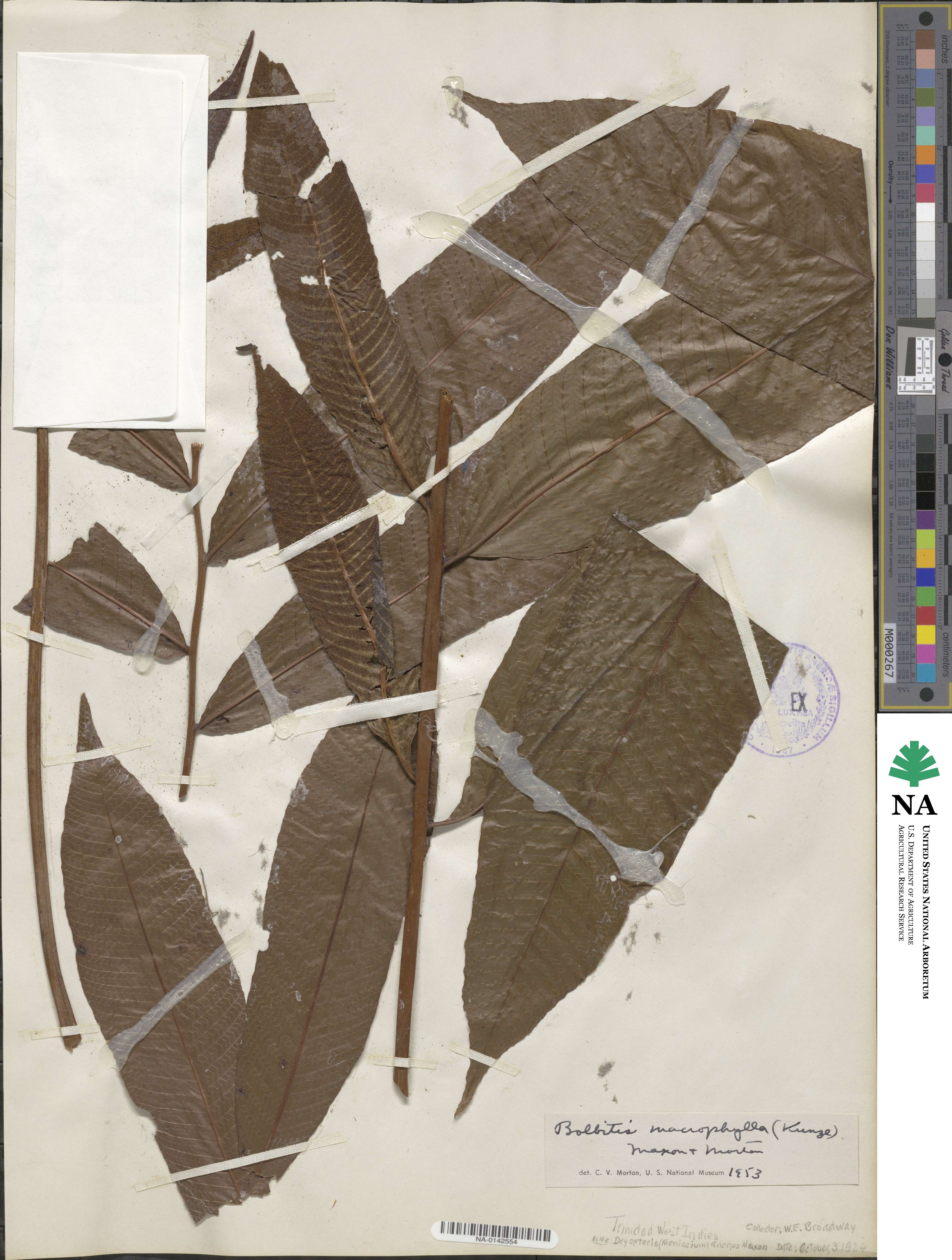 Meniscium macrophyllum image