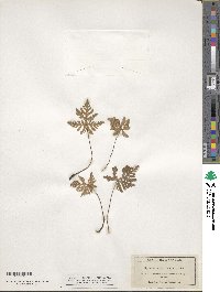 Bommeria hispida image