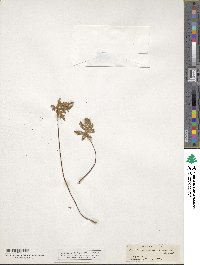 Bommeria hispida image